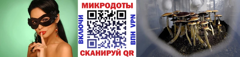 Псилоцибиновые грибы Psilocybine cubensis  Себеж 